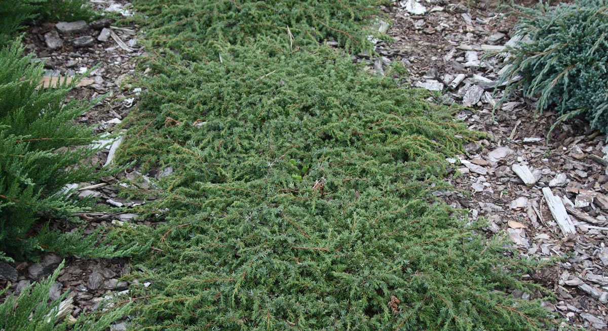 Juniperus horizontalis Agniaszka