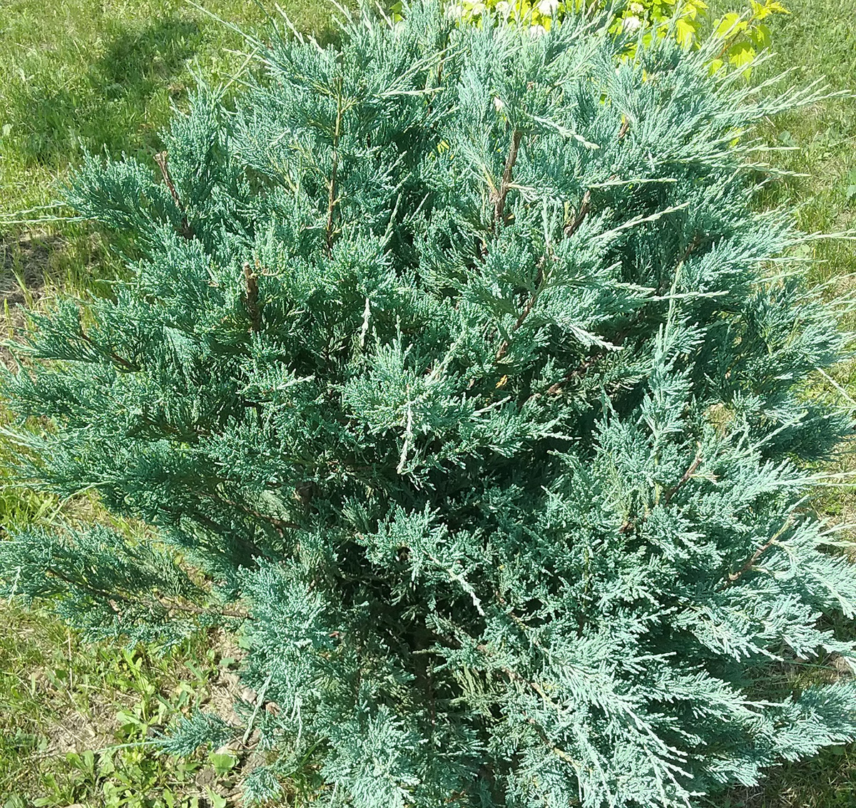 Juniperus scopulorum Blue Heaven