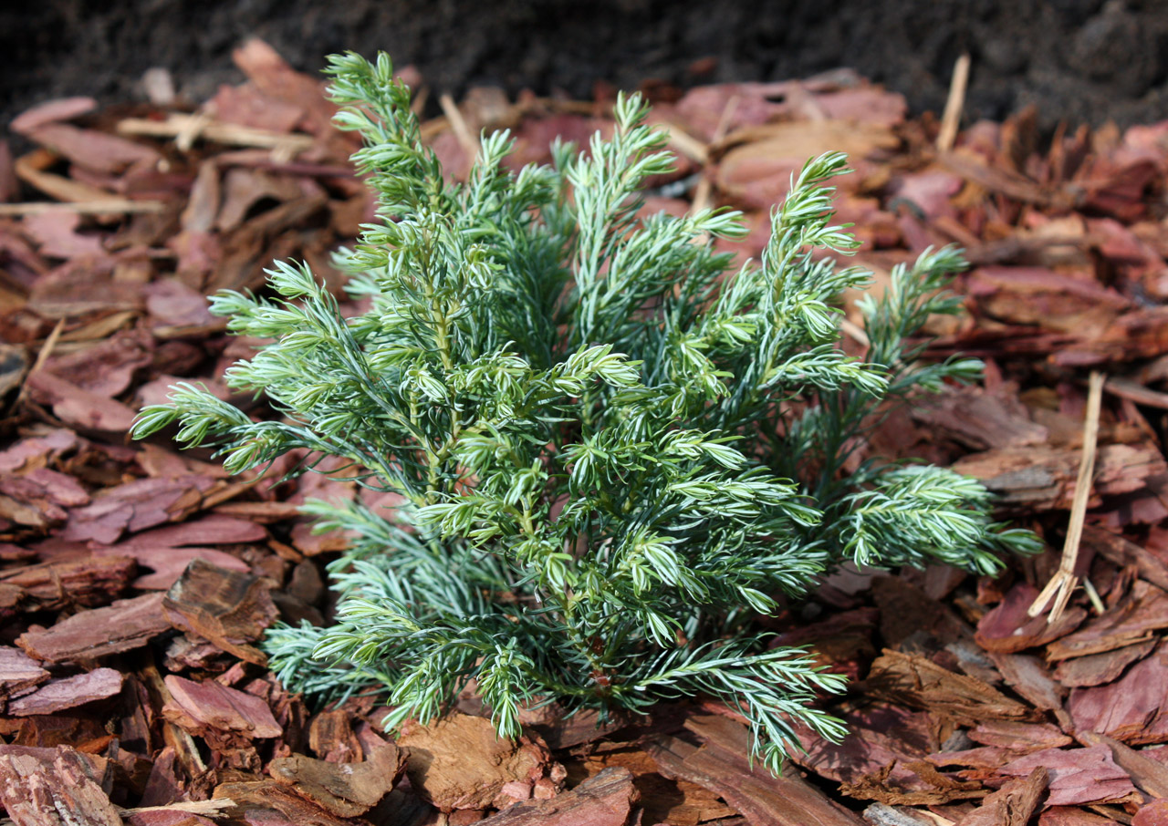 Саджанець у ґрунті