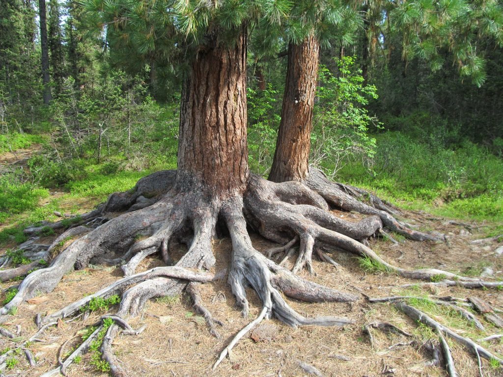 Корінь сосни