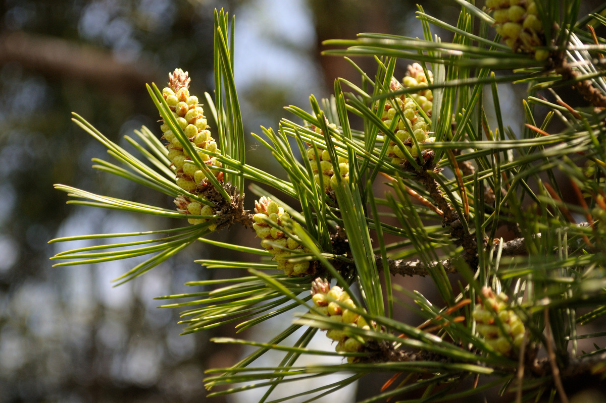 Хвоя Pinus densiflora