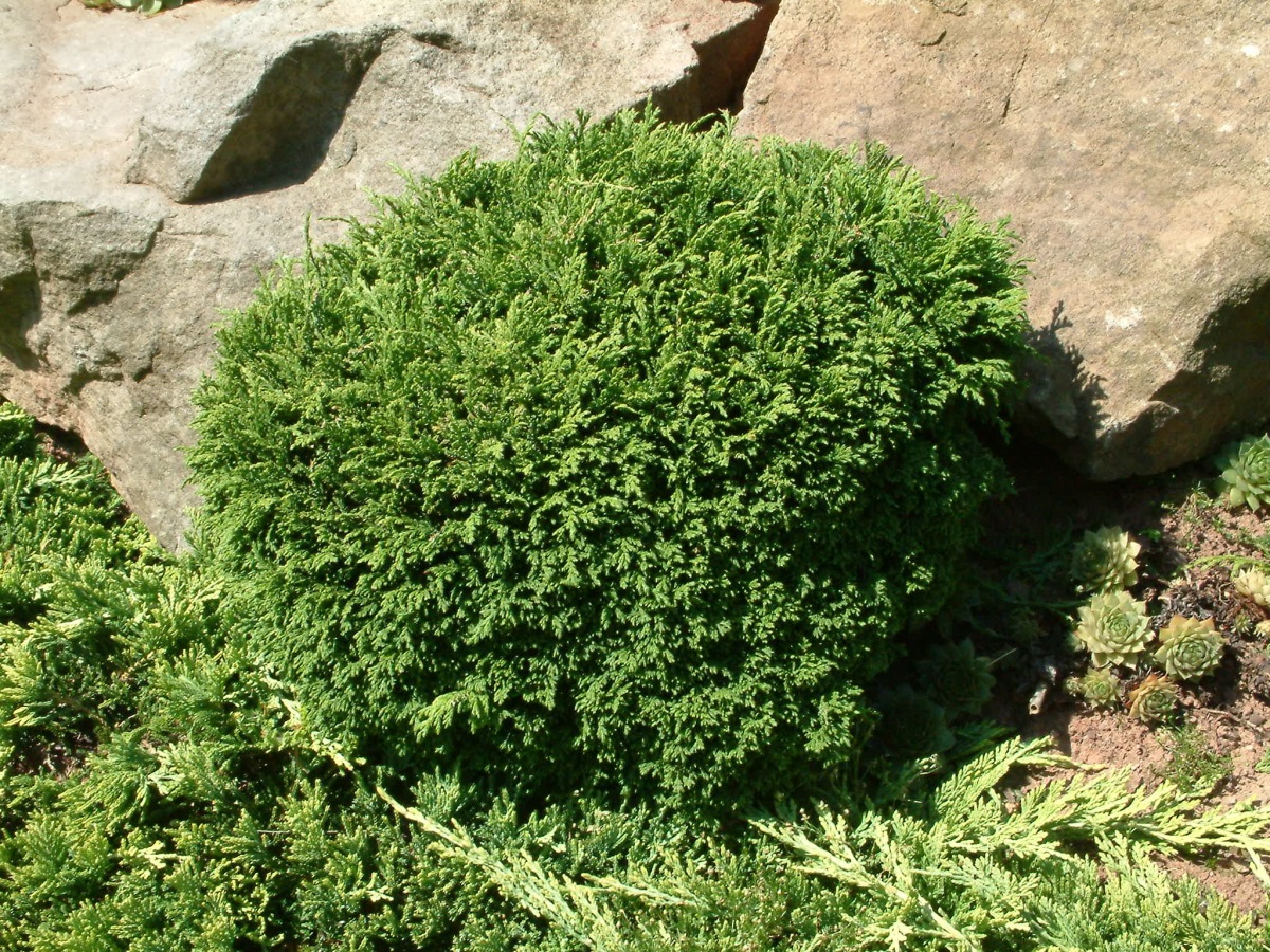 Chamaecyparis pisifera