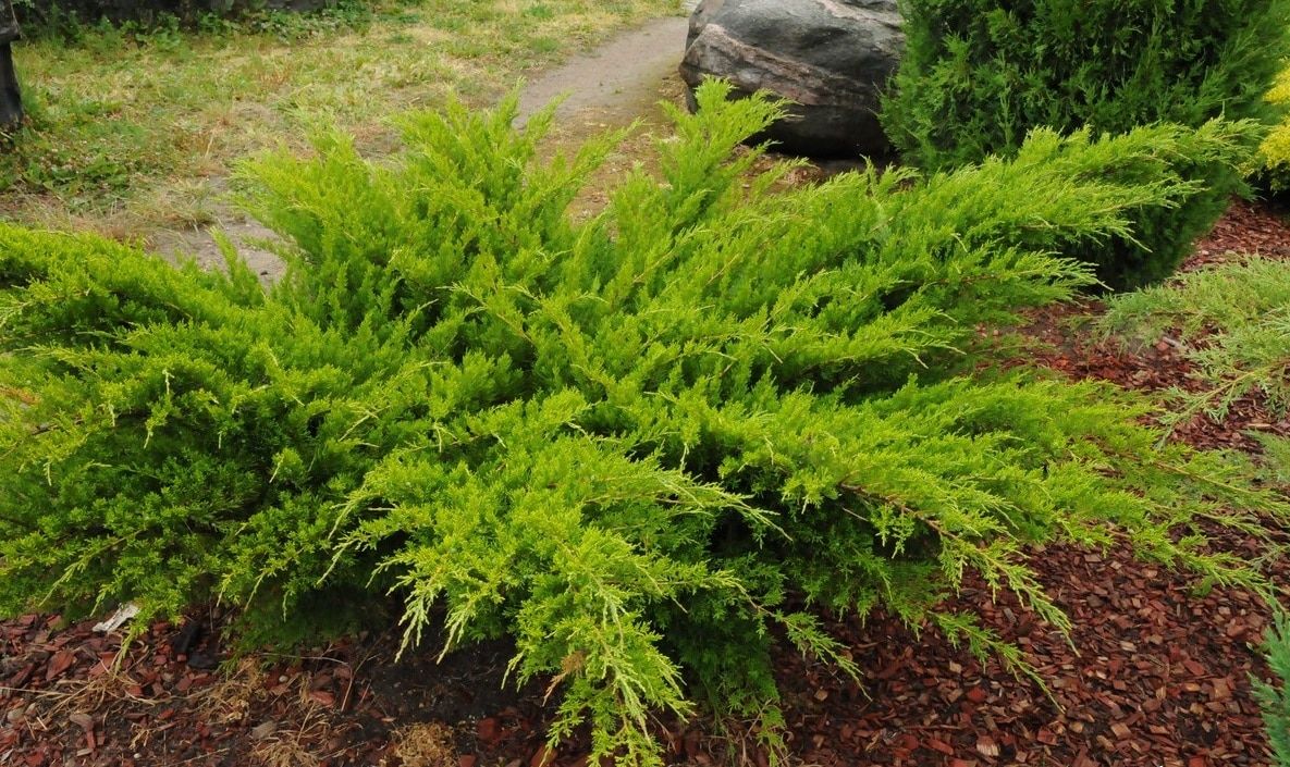 Juniperus media Mint Julep