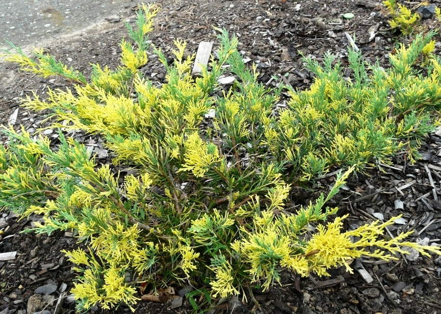 Juniperus рfitzeriana Blue and Gold