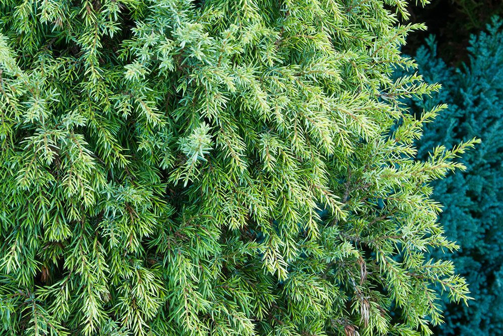 Хвоя ялівцю