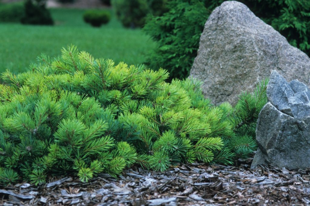 Pinus sylvestris Sport of Repens