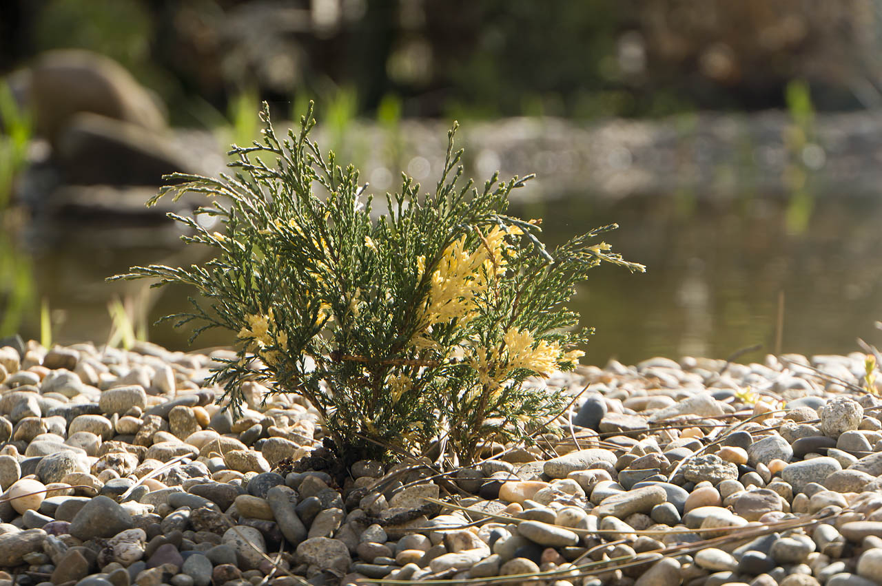 Ялівець Juniperus sabina Variegata