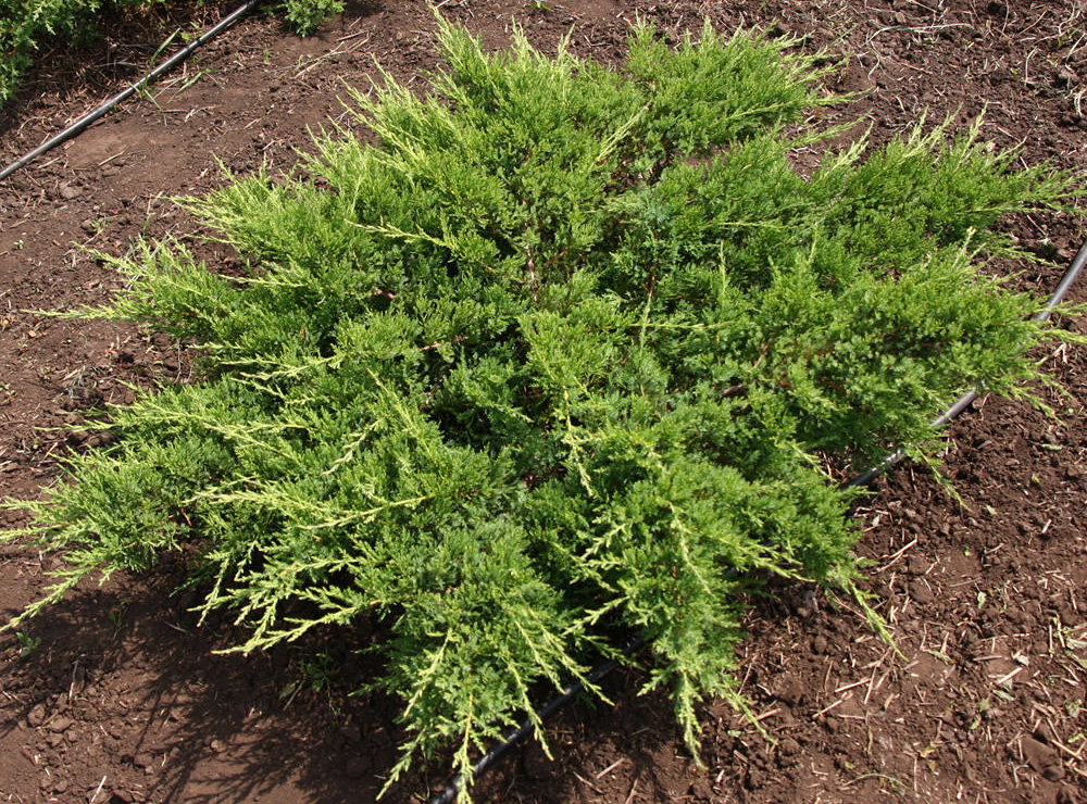 Ялівець Juniperus sabina Rockery Gem