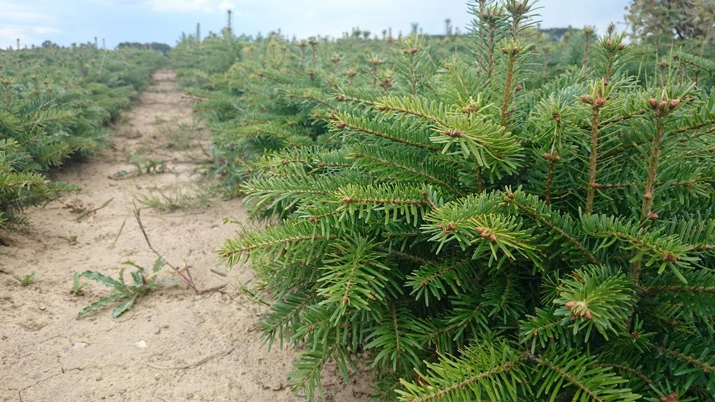 Вирощування саджанців Ялиця кавказька