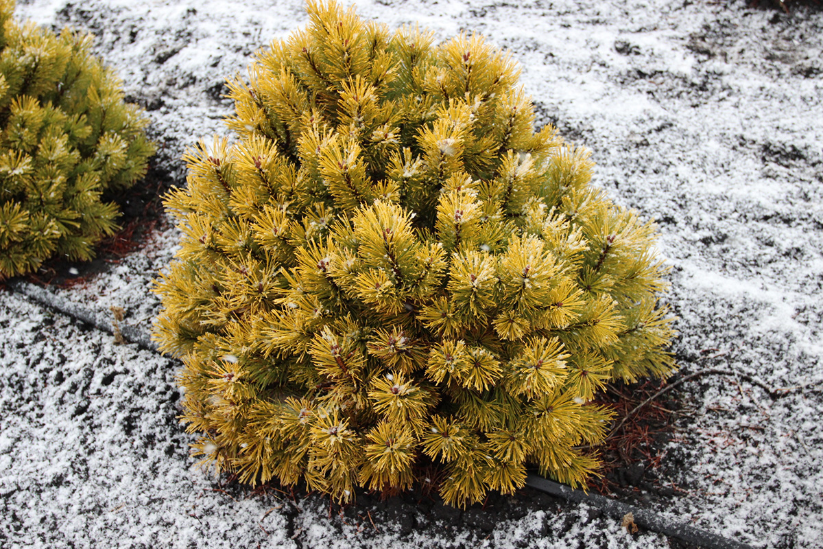 Сосна pinus mugo Winter Gold