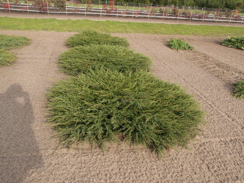Ялівець Juniperus communis Repanda
