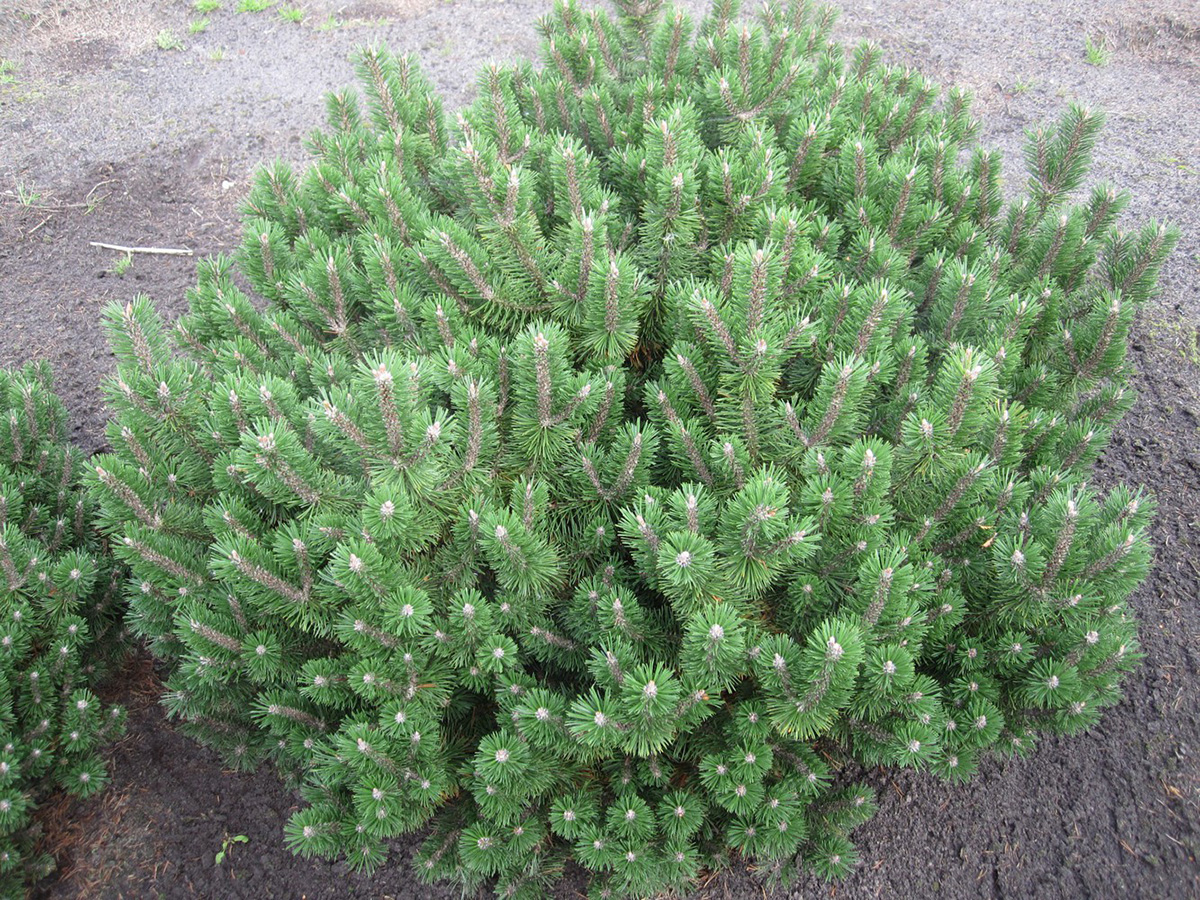 Pinus mugo Humpy