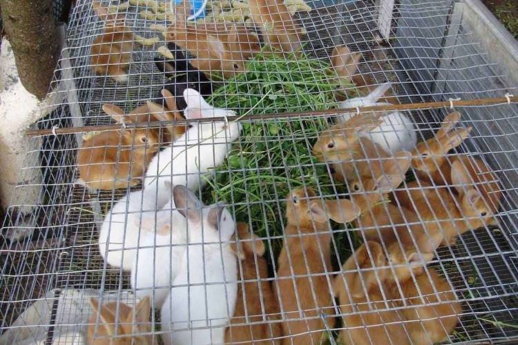 Клітки для молодняку ​​- Клітки для кроликів своїми руками