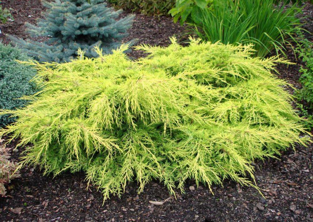 juniperus x pfitzeriana old gold