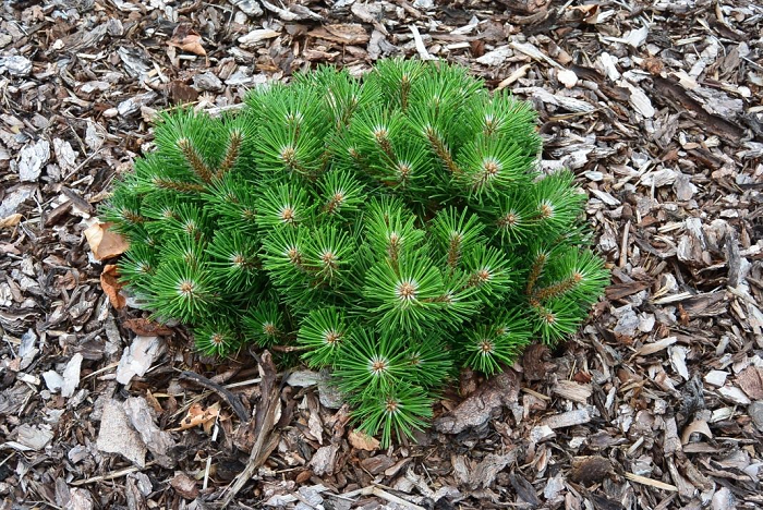 Pinus nigra Nana