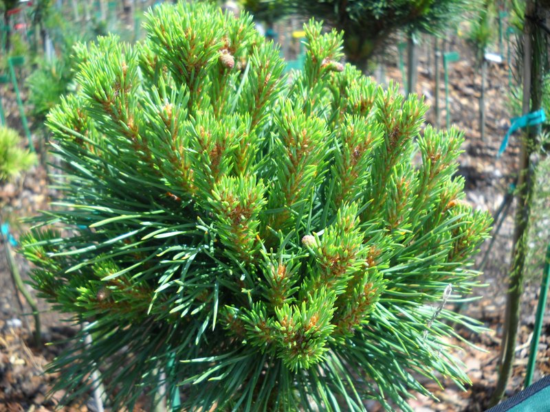 Pinus Sylvestris Kelpie