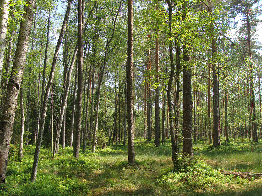 Сфагновий бір