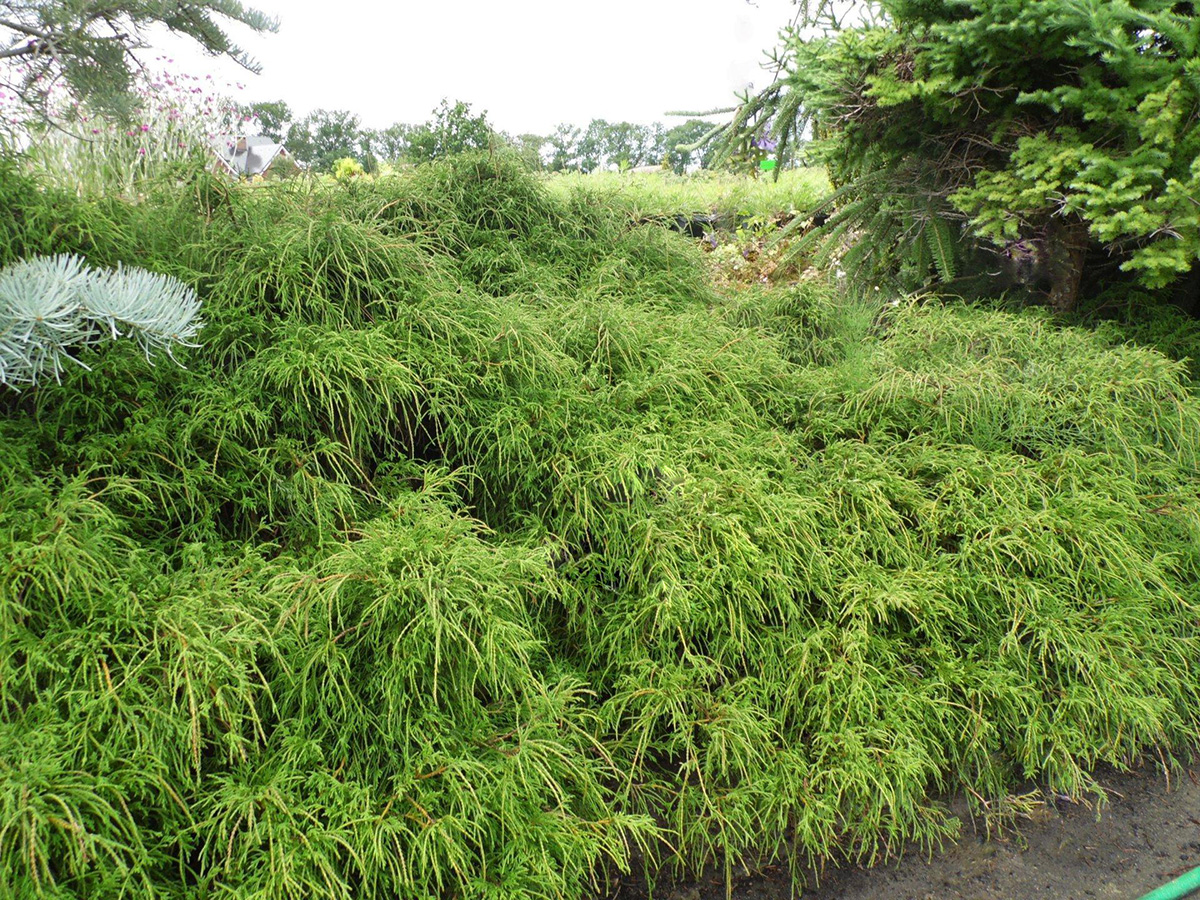 Chamaecyparis pisifera Filifera Nana