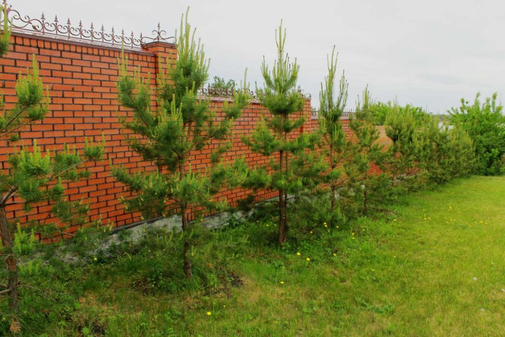 Сосни вздовж паркану