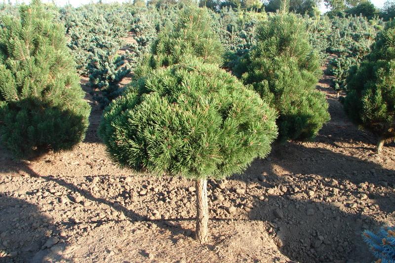Pinus mugo Gnom