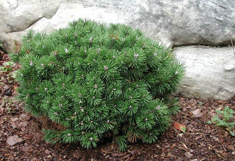Pinus mugo Mini Mops