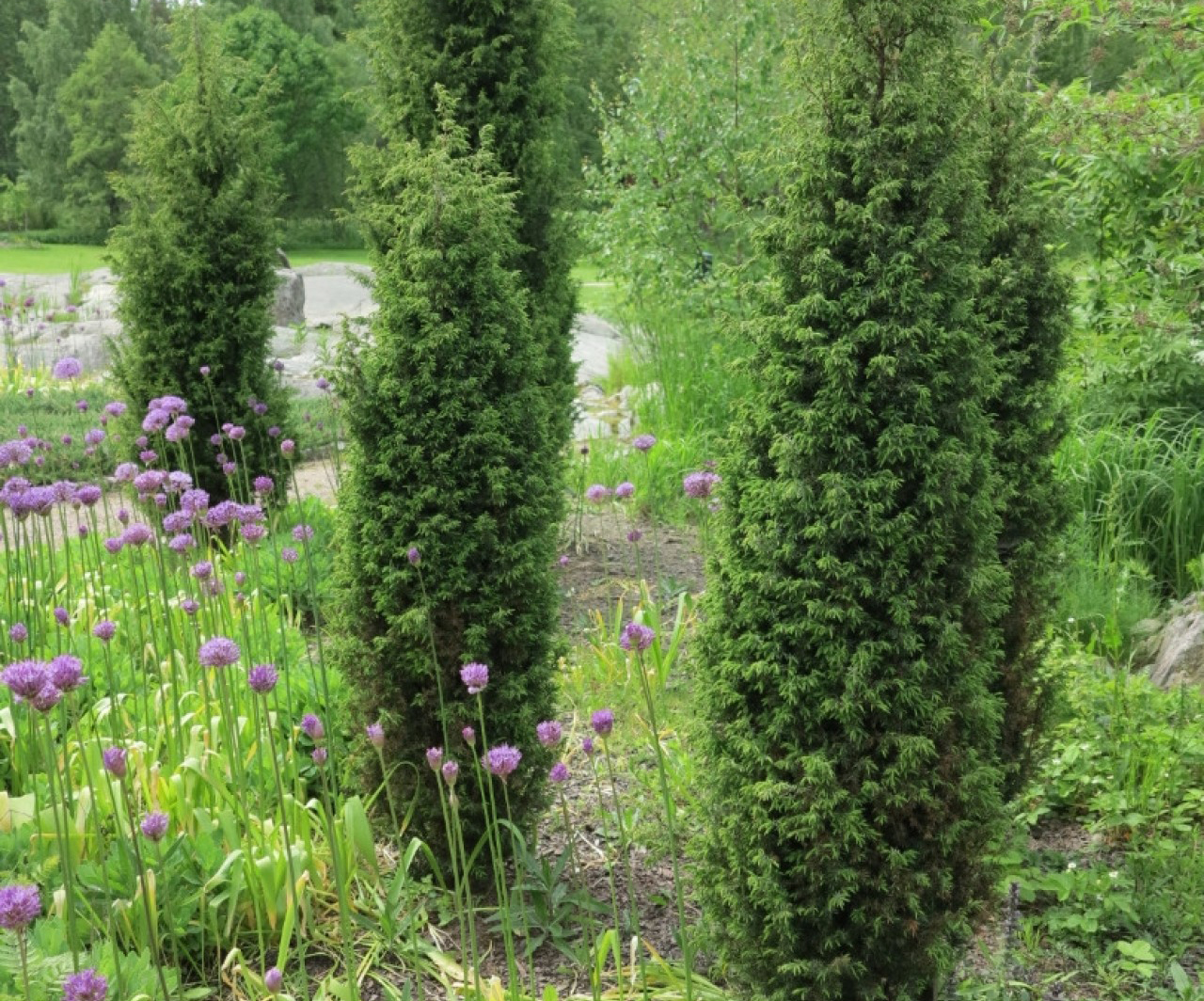 Ялівець Суєтика