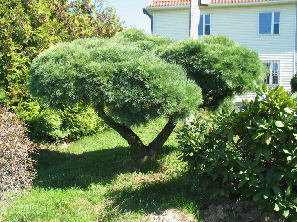 Pinus mugo Mughus