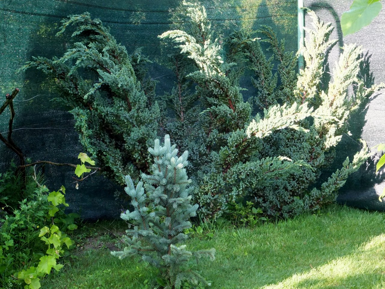 Ялівець Juniperus squamata
