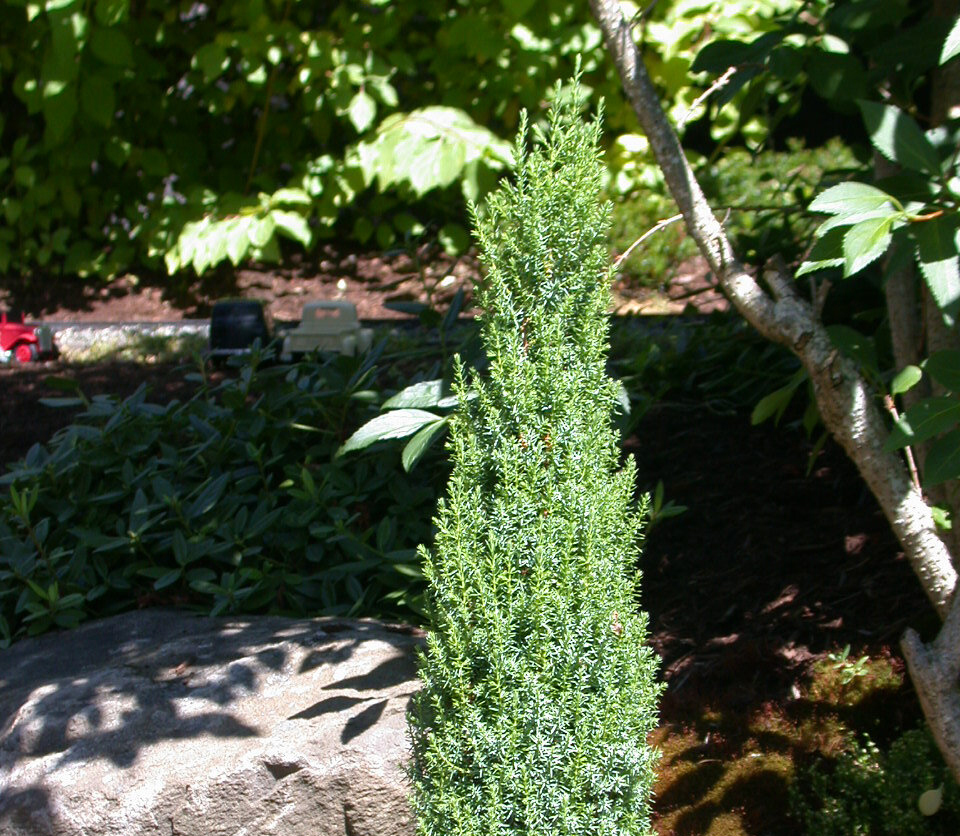 Juniperus communis ˈCompressaˈ