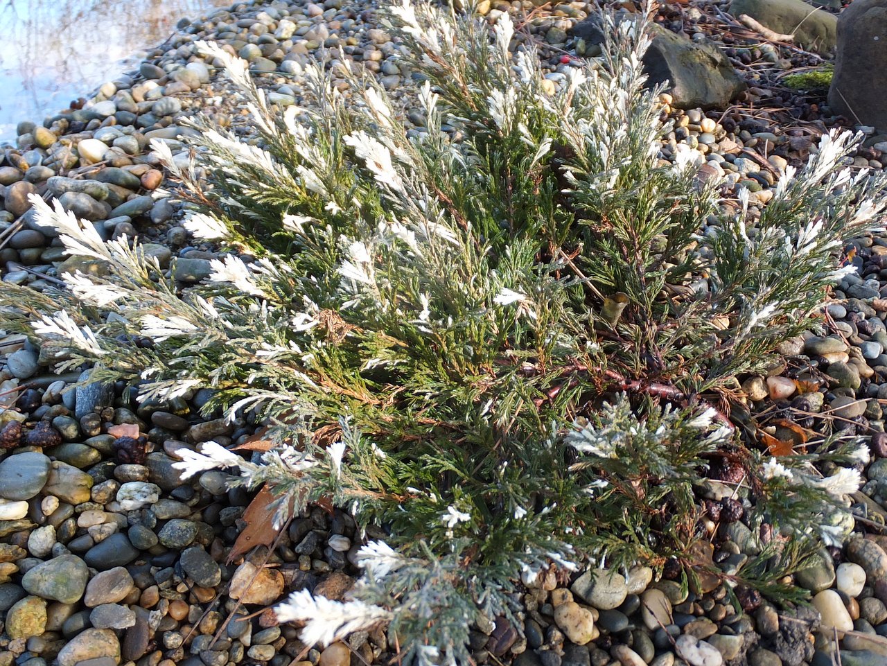 Ялівець Juniperus horizontalis Andorra Variegata