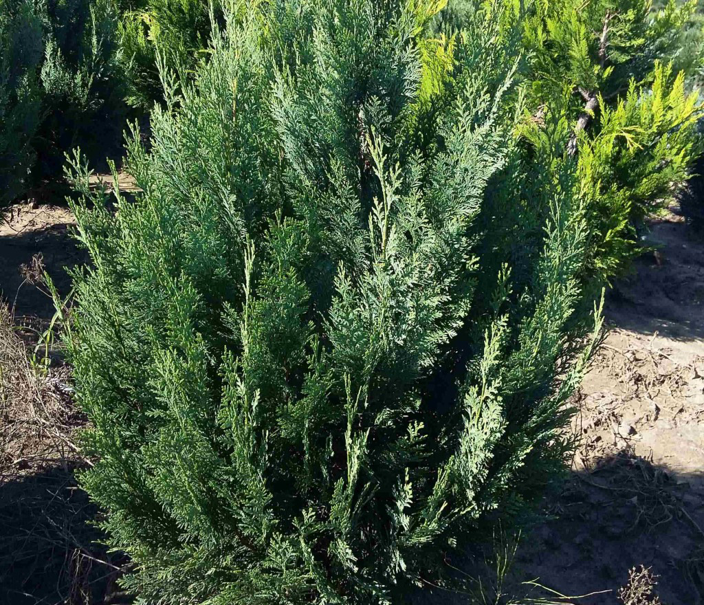 Кіпарисовик Вайт Спот