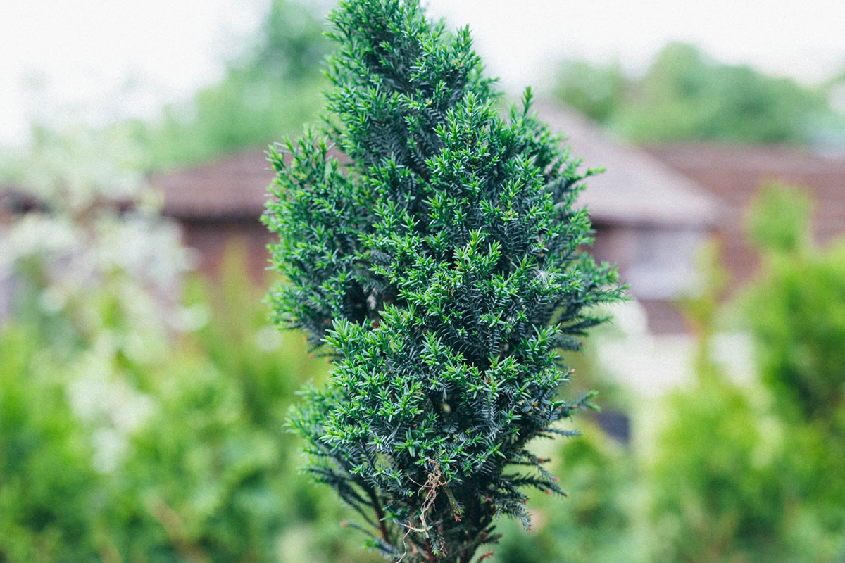 Chamaecyparis lawsoniana Ellwoodiirin