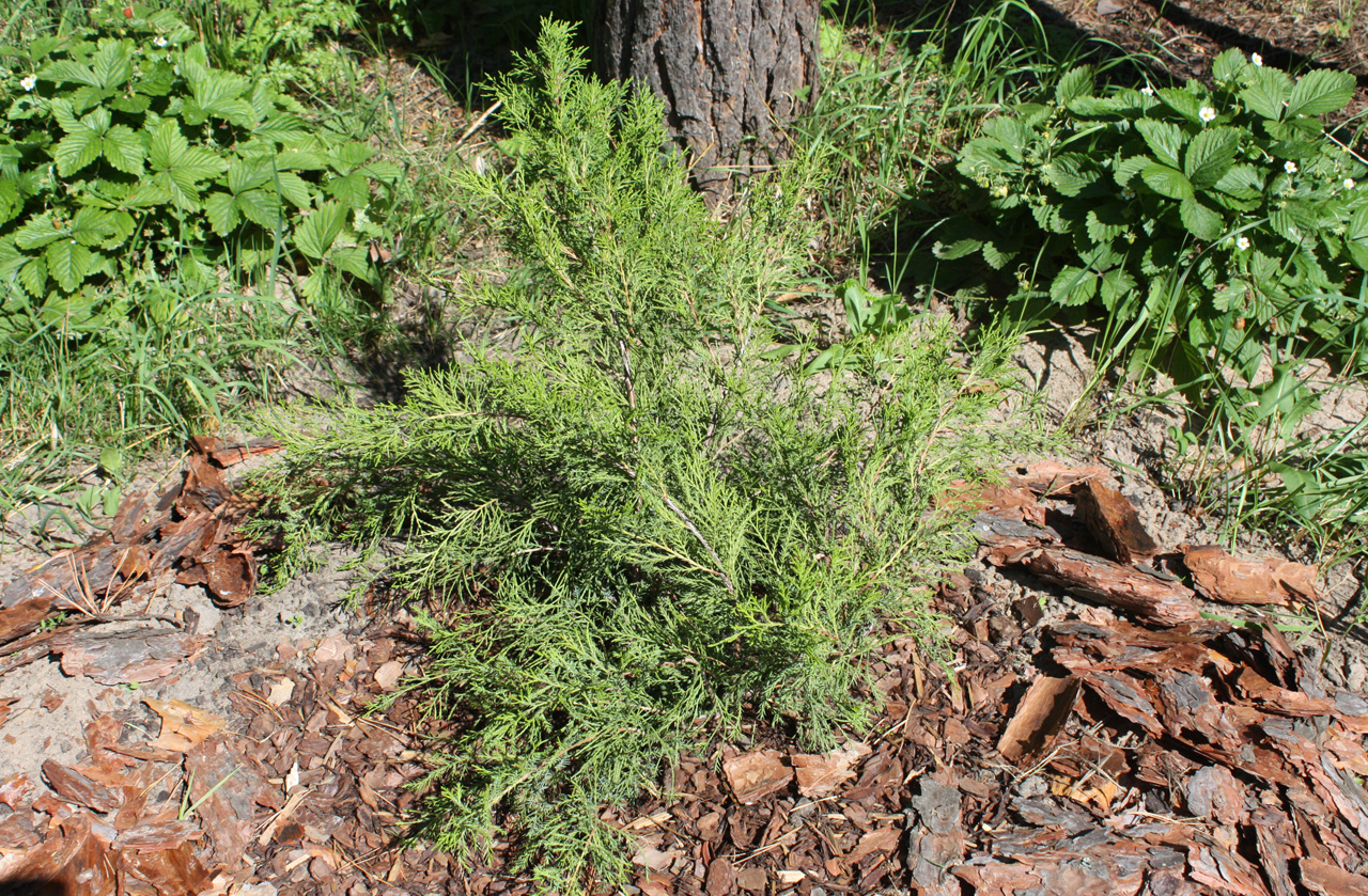Ялівець juniperus media mint julep