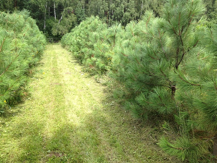 Саджанці Pinus ponderosa