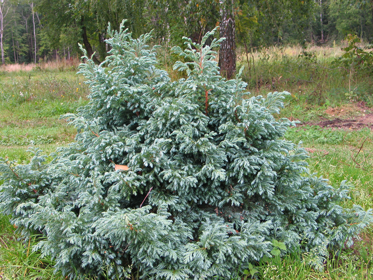 Chamaecyparis pisifera Boulevard