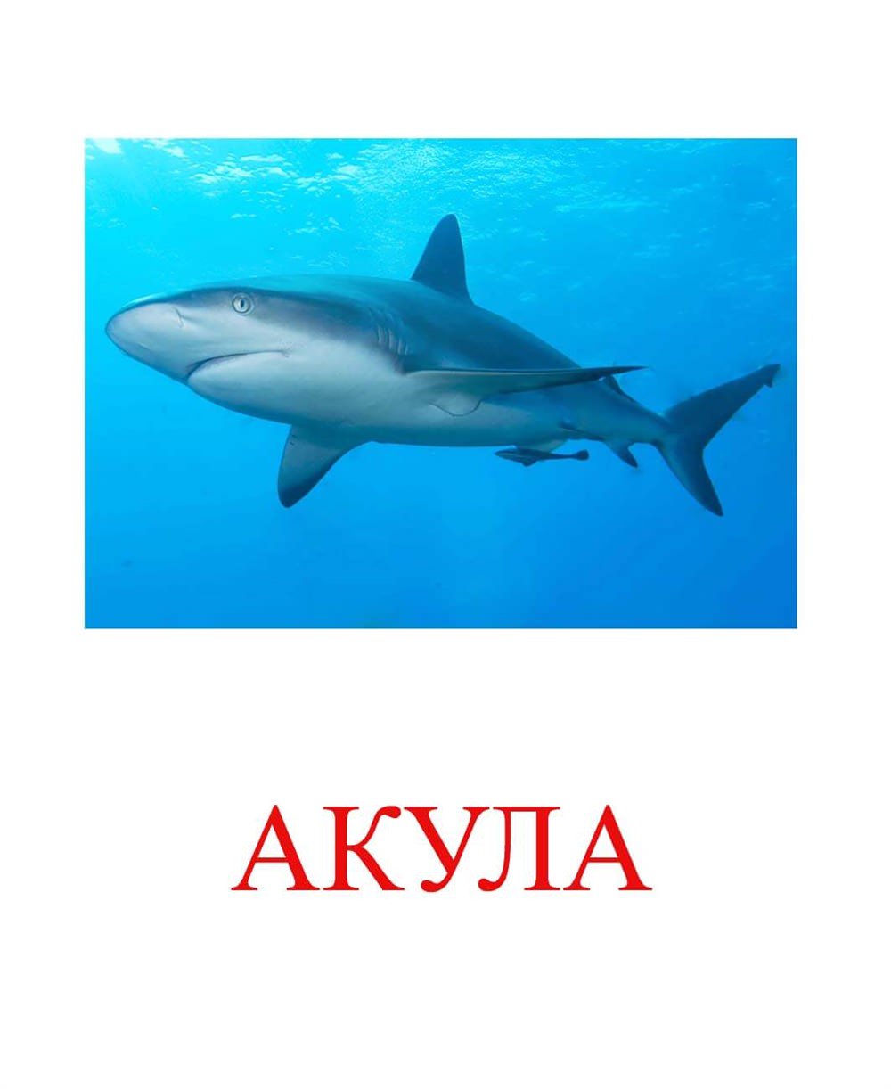 Картинки акул для срисовки (51 фото)