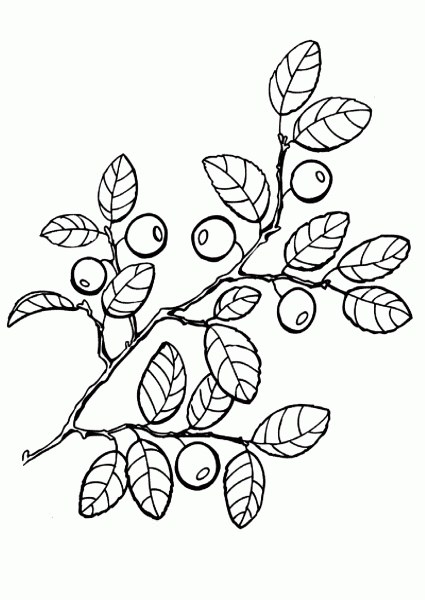 Розмальовка &laquo;Брусниця&raquo; (24 фото)