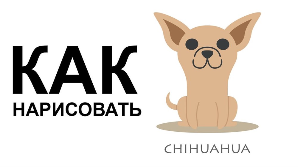 Картинки чихуахуа для срисовки (21 фото)