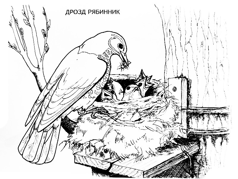 Розмальовки для дітей &laquo;Перелітні птахи&raquo; роздрукувати (33 фото)