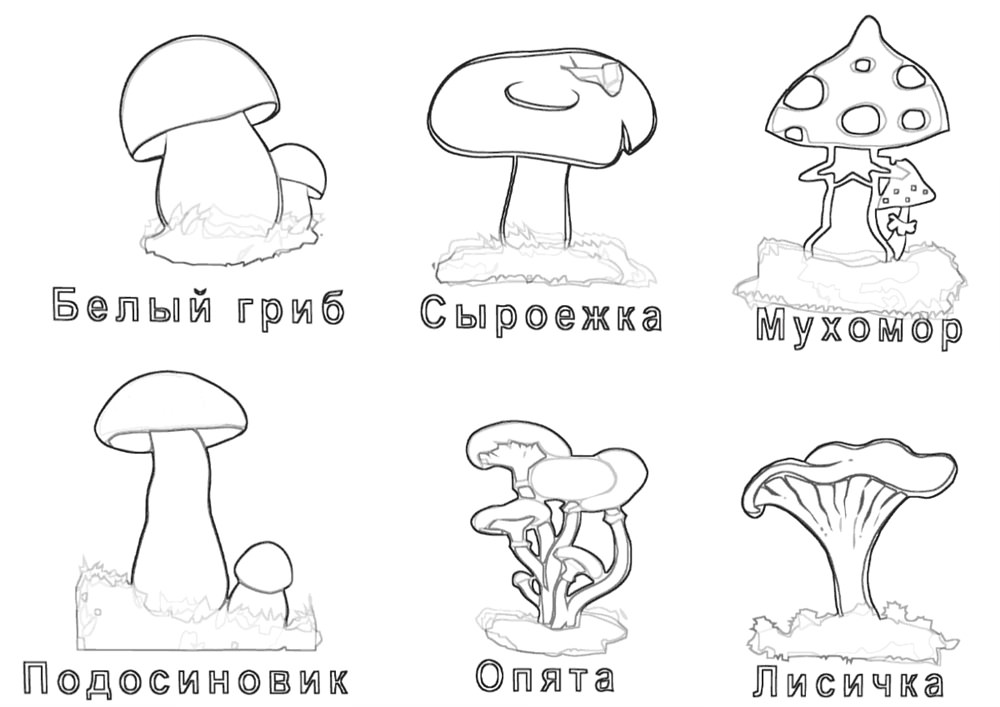 Картинки грибів для срисовки (42 фото)