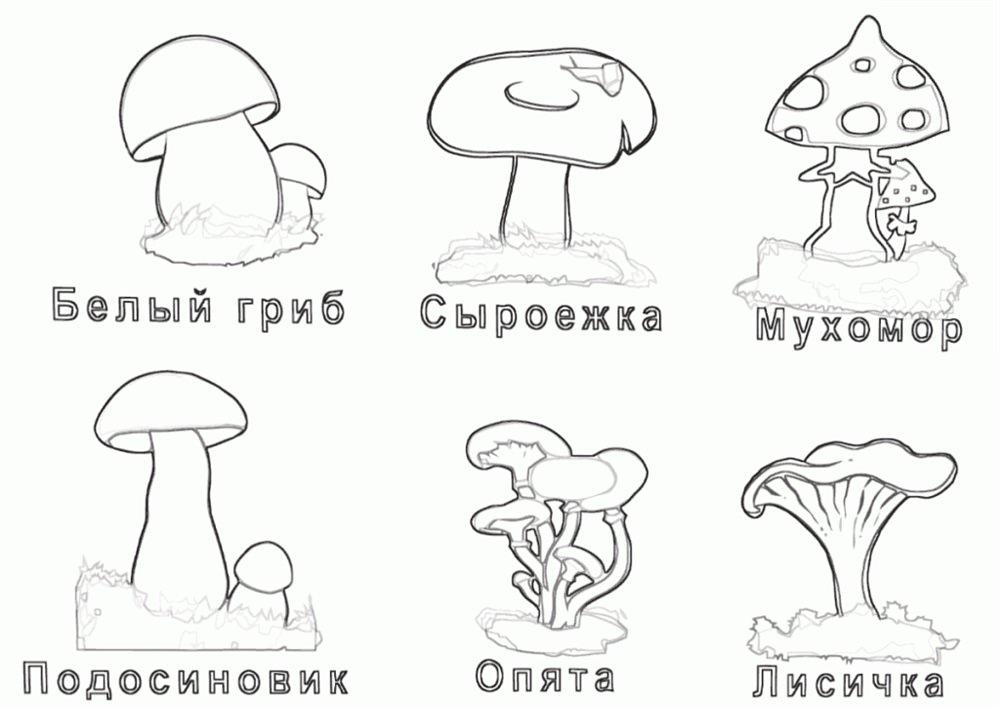 Розмальовка з грибами і назвами для дітей (39 фото)