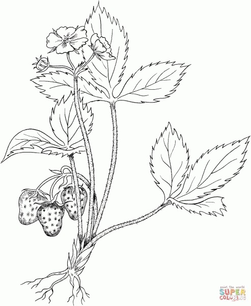 Розмальовка полуничка (42 картинки)