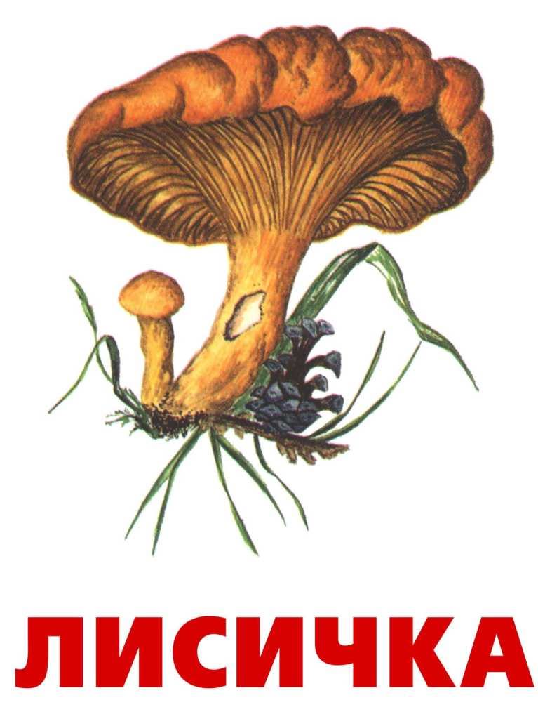 Картинки грибів для срисовки (42 фото)
