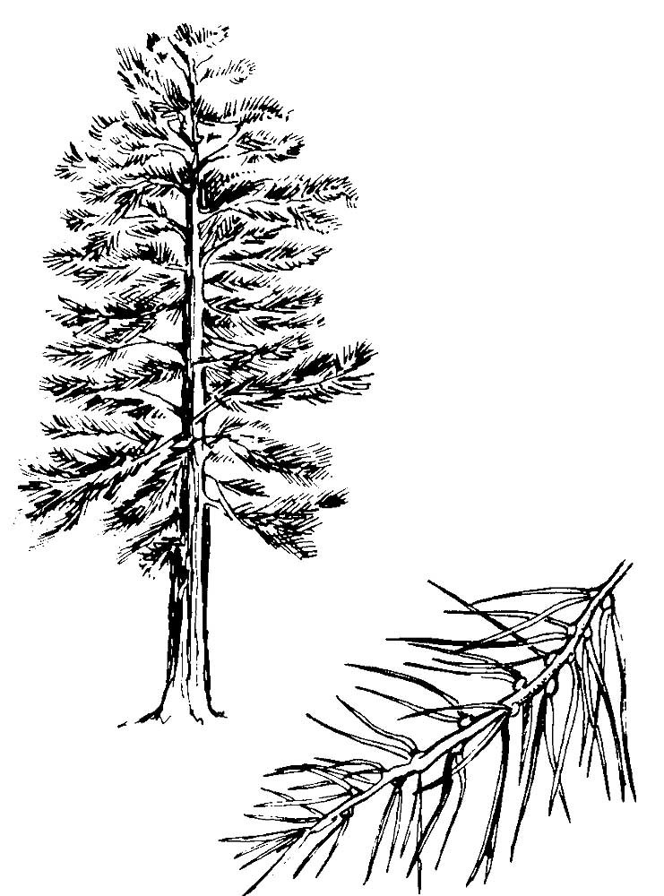 Розмальовка &laquo;Сосна&raquo; (20 фото)