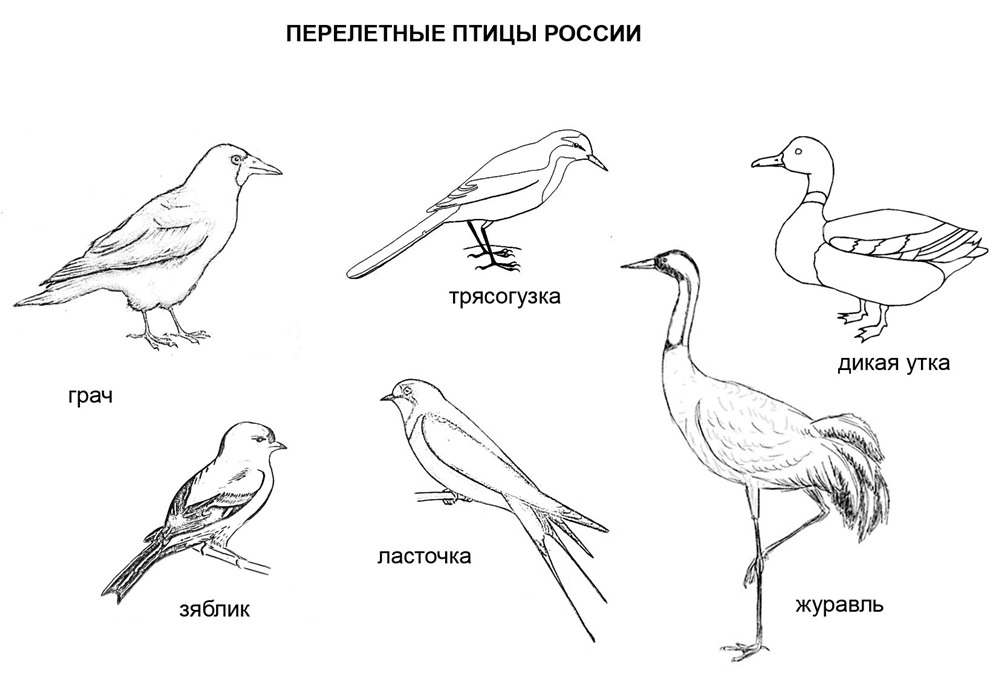 Розмальовки для дітей &laquo;Перелітні птахи&raquo; роздрукувати (33 фото)