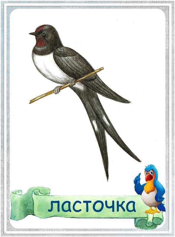 Розмальовки для дітей &laquo;Перелітні птахи&raquo; роздрукувати (33 фото)