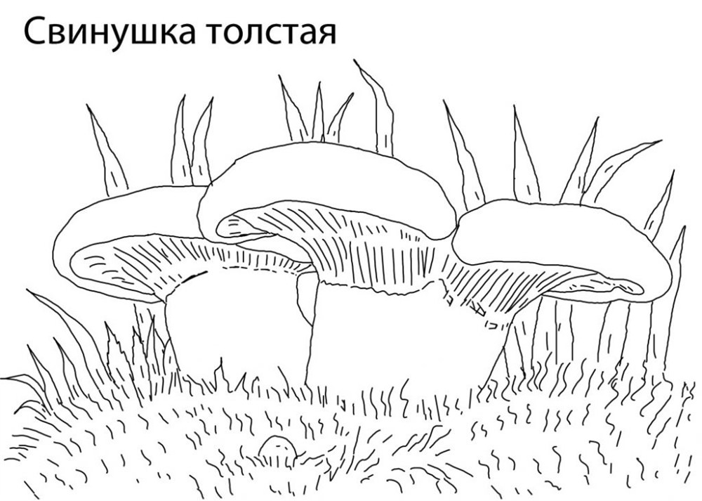Розмальовка з грибами (30 фото)