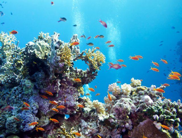 Картинки морського дна для срисовки (26 фото)