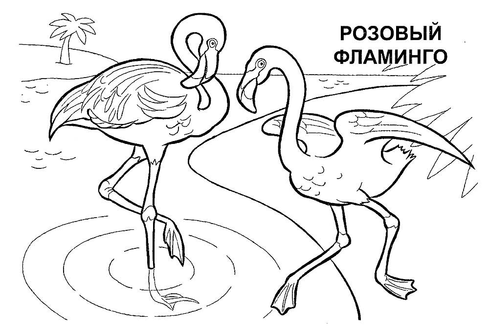 Розмальовка з фламінго (30 фото)