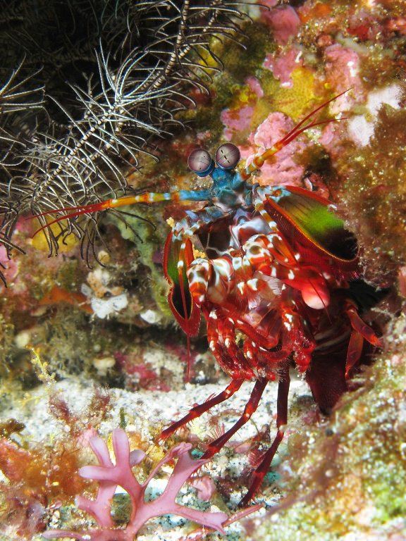 Картинки морського дна для срисовки (26 фото)